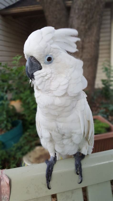 Males and females both have pale blue eye rings, but males have dark brown eyes while females have reddish eyes. . Umbrella cockatoo breeders near me